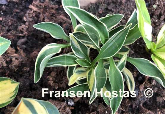 Hosta Little Ice Mouse